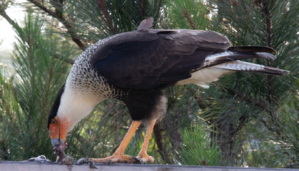 Crested Caracara