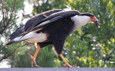 Caracara
