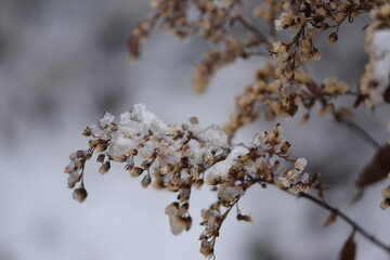 Goldenrod dried flowers snow covered in wild meadow, bokeh space for text, solidago wild plants on bokeh meadow background, horizontal winter snowy nature view.