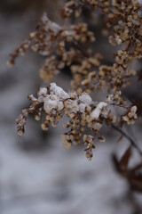 Goldenrod dried flowers snow covered in wild meadow, bokeh space for text, solidago wild plants on bokeh meadow background, winter snowy nature view.