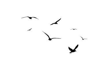 A flock of flying birds. Free birds. Flying seagulls. Vector illustration - obrazy, fototapety, plakaty