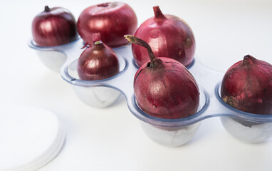 Red onions in egg trays for sprouting at home by the window.