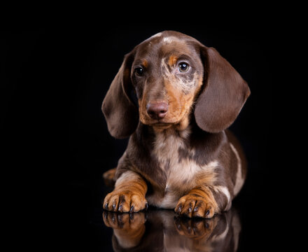 Dog dachshund on black background, dog portrait