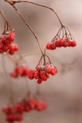 Viburnum withered fruits on branch in winter, guelder rose winter fruits bokeh vertical image.