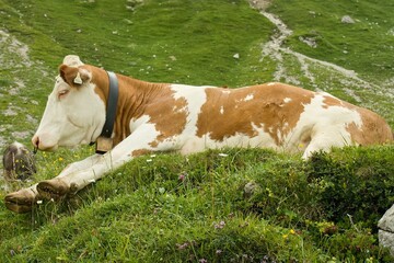 Cow lying on the Alpine meadow