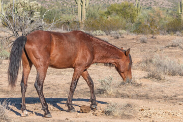 Fototapeta premium Wild Horse in the Arizona Desert