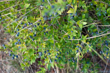 Pepper berry bush close up. Autumn landscape photography