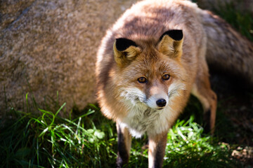 Red wild iberian fox quiet on a green forest background close up portrait