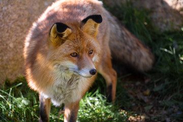 Red wild iberian fox quiet on a green forest background close up portrait