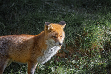 Fototapeta na wymiar Red wild iberian fox quiet on a green forest background