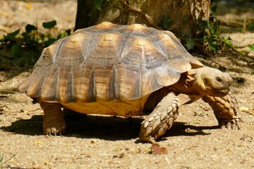 Tortue géante qui marche  vue de profil 