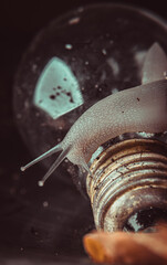 snail crawling on a light bulb.
warm colors