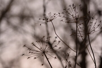 Winter bokeh image, background with wild plants snow and frost.