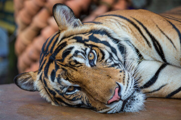 Lying tiger, close up. Tiger face background