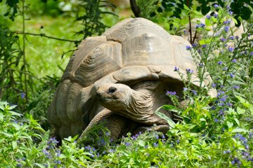 Tortue géante marchant dans la végétation