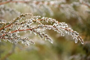 Juniper branches hoarfrosted, rime and snow, natural winter background space for text, selective focus, bokeh, christmas cerd background.