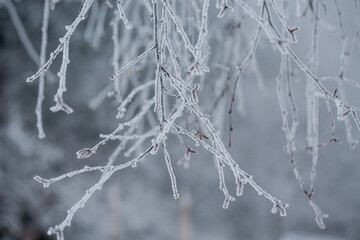Frozen brunch 
