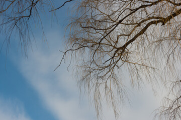 willow branches against sky