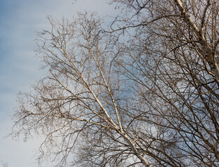 birch tree branches against a cloudy blue sky