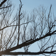 tree branches against blue sky