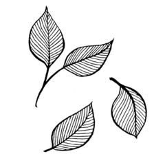 A set of black and white monochrome botanical elements in sketch style. Contour silhouettes of birch branches with leaves. For tattoo and print design. On white background.