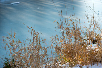 dried grass and frozen pond