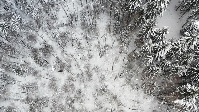 Moose running into the forest in winter aerial view