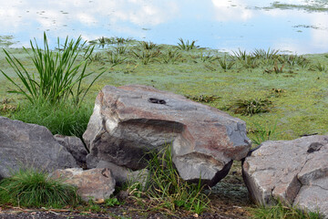 Fototapeta na wymiar stone in the grass