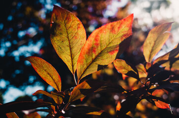 autumn leaves in the sun