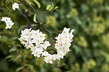 Close-up shot of white wild jasmines grown in the garden