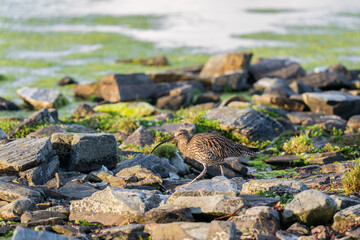 The common curlew (Numenius arquata)