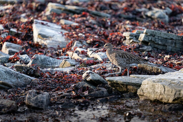The common curlew (Numenius arquata)