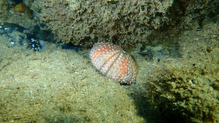 Test (shell) of Black sea urchin (Arbacia lixula) undersea, Aegean Sea, Greece, Halkidiki
