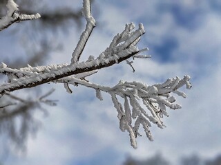 fresh snow-covered fir branch. snow on the branch. beautiful sculpture in winter