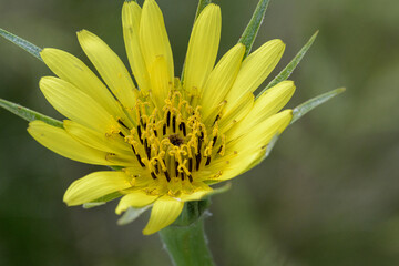 Closeup of yellow salsify flower Tragopogon porrifolius