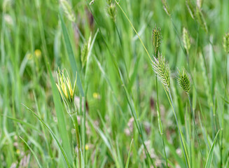 Tragopogon porrifolius yellow salsify flower bud in grass field