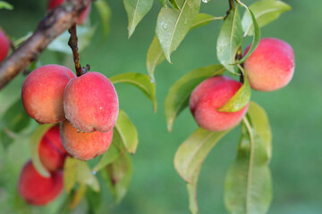 Natural fruit. Peaches growing on a tree in the summer. Peaches on  tree branches. Delicious and healthy organic nutrition. Beautiful garden with ripened nectarines. Healthy eating, vegetarianism,