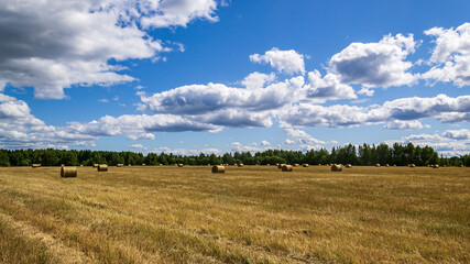 a field with straw bales