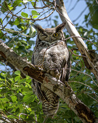 Great Horned Owl sitting in tree with one eye open