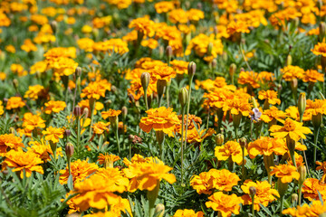 Field of yellow marigolds in bloom Tagetes 
