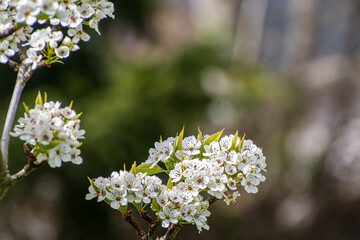Closeup of tree branch of apple blossoms