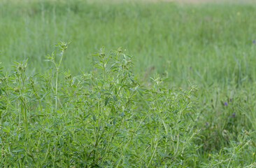 closeup of alfalfa plant in a field