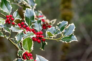 Holly Bush leaves with a cluster of red berries.
