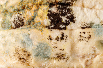 Moldy bread closeup. A wheat bun with growing mold