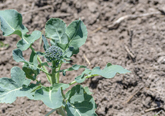 Young broccoli plant with bud in garden plot