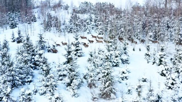 A herd of deer are running through the winter forest. Beautiful horned deer