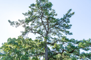 scenery of a pine tree haveing green leaves and autumn blue sky in japanese shinto shrine