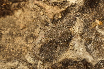 Closeup on a well camouflaged grey nymph of the mottled shieldbug , Rhaphigaster nebulosa