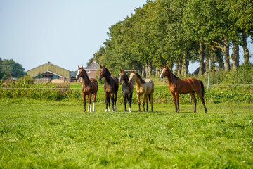 Group of horses in a field of stallions in the Netherlands © Gea Veenstra/Wirestock