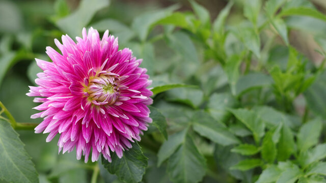 Beautiful pink Dahlia flower close up photo at nature with a green background. Gardening landscaping, perennial flowers. Beautiful pink dahlia fresh flower blossoming in the garden. Greetings postcard